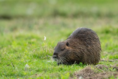 Su kenarında yürüyen ve yiyecek arayan bir besleyici (Myocastor coypus).)