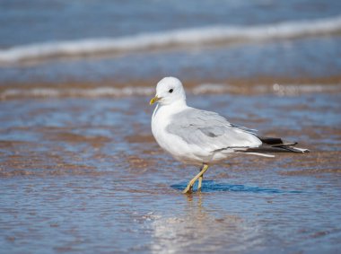 Kuzey Fransa 'da yazın güneşli bir günde sahilde duran sıradan bir martı (Larus canus).
