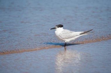 Sahilde duran bir sandviç kabuğu, suda yansıma, yazın güneşli bir gün, kuzey Fransa