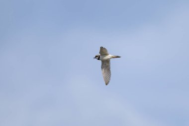 Kumsalda uçan küçük bir Halkalı Plover, yazın güneşli bir gün, mavi gökyüzü, kuzey Fransa