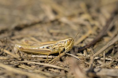 Küçük, keskin kuyruklu bir çekirge (Euchorthippus declivus), yazın güneşli bir günde, yerde oturmaktadır (Avusturya).)
