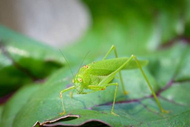 Yeşil bir yaprağın üzerinde oturan bir Akdeniz katydid (Phaneroptera nana), yazın güneşli bir gün, Viyana (Avusturya))