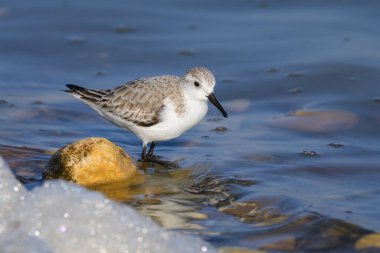 Deniz kıyısında koşan bir Sanderling, ilkbaharın başlarında güneşli bir gün, Camargue (Fransa))