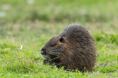 Su kenarında yürüyen ve yiyecek arayan bir besleyici (Myocastor coypus).)