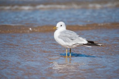 Kuzey Fransa 'da yazın güneşli bir günde sahilde duran sıradan bir martı (Larus canus).