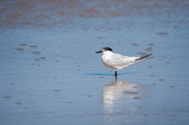 Sahilde duran bir sandviç kabuğu, suda yansıma, yazın güneşli bir gün, kuzey Fransa