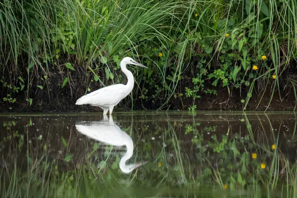 Küçük bir balıkçıl (Egretta garzetta) yazın güneşli bir günde bir gölette duruyor, Briere Bölgesel Doğal Parkı (Fransa))