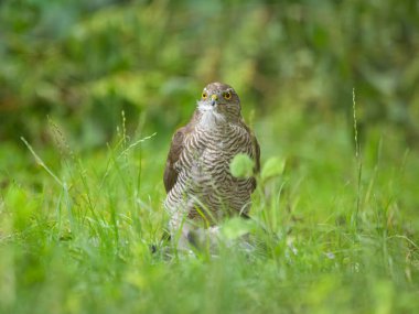 Avrasyalı bir atmaca bahçede başka bir kuşu yiyor, yeşil çayır, yazın erken saatlerinde.