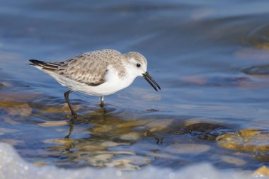 Deniz kıyısında koşan bir Sanderling, ilkbaharın başlarında güneşli bir gün, Camargue (Fransa))