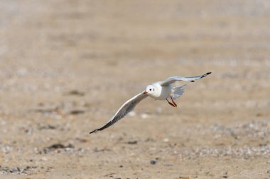 Siyah başlı bir martı (Chroicocephalus ridibundus) güneşli bir günde Fransa sahilinde uçuyor.