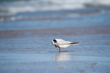 Sahilde duran bir sandviç kabuğu, suda yansıma, yazın güneşli bir gün, kuzey Fransa