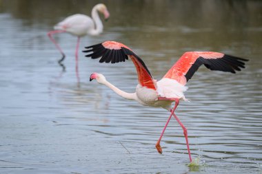 Bir Greater Flamingo kalkış için koşuyor, ilkbahar sabahı, Camargue (Provence, Fransa)