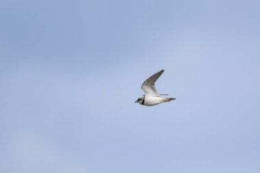 Kumsalda uçan küçük bir Halkalı Plover, yazın güneşli bir gün, mavi gökyüzü, kuzey Fransa