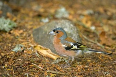 Bir erkek Chaffinch ormanda yerde duruyor.