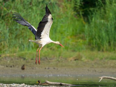 Suyun üzerinde alçaktan uçan bir Beyaz Leylek, sonbaharda güneşli bir gün, Avusturya