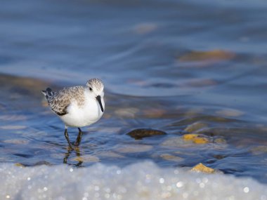 Deniz kıyısında koşan bir Sanderling, ilkbaharın başlarında güneşli bir gün, Camargue (Fransa))