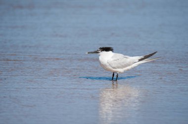 Sahilde duran bir sandviç kabuğu, suda yansıma, yazın güneşli bir gün, kuzey Fransa