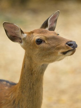 Parktaki bir Sika geyiğinin portresi, sonbaharda bulutlu bir gün (Avusturya)