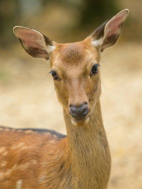 Parktaki bir Sika geyiğinin portresi, sonbaharda bulutlu bir gün (Avusturya)