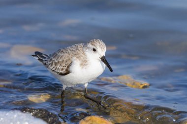 Deniz kıyısında koşan bir Sanderling, ilkbaharın başlarında güneşli bir gün, Camargue (Fransa))
