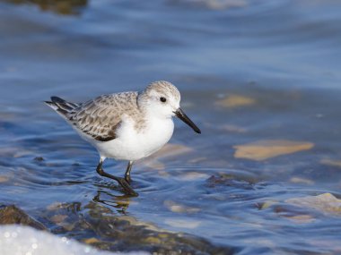Deniz kıyısında koşan bir Sanderling, ilkbaharın başlarında güneşli bir gün, Camargue (Fransa))