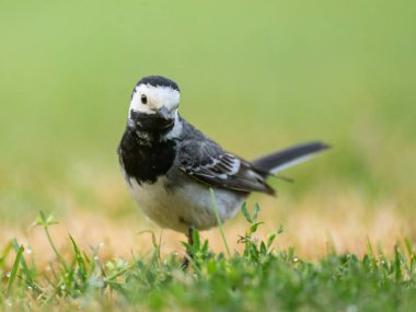 Beyaz bir Wagtail yaz sabahı çayırda koşuyor.