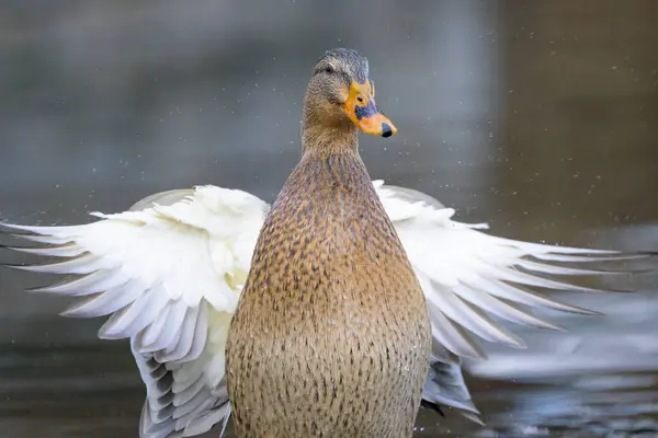 A female mallard flapping the wings in water, sunny day in winter, Vienna (Austria)