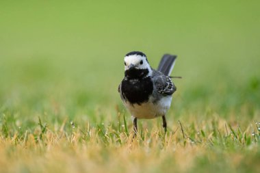 Beyaz bir Wagtail yaz sabahı çayırda koşuyor.