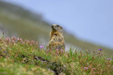 Güney Tyrol 'da güneşli bir yaz gününde çayırda bir dağ sıçanı.)