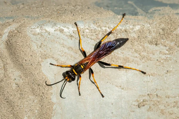 Büyük bir çamur dauber eşekarısı (Sceliphron caementarium), yazın güneşli bir gün