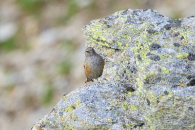 Güney Tyrol 'da yaz mevsiminde bir kayanın üzerinde duran bir Alp Aktör (İtalya))