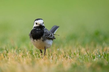 Beyaz bir Wagtail yaz sabahı çayırda koşuyor.