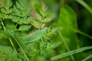 Tettigonia kantanlarının yaprağın üzerinde oturan büyük yeşil bir cırcır böceğinin portresi.