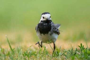 Beyaz bir Wagtail yaz sabahı çayırda koşuyor.