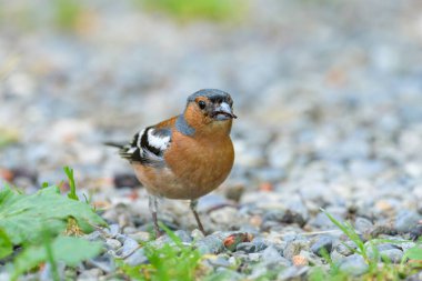 Bir erkek Chaffinch yerde duruyor, yazın güneşli bir gün.