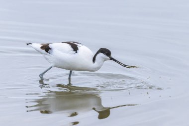 Sığ sularda yürüyen bir Pied Avocet, Camargue 'de bahar mevsimi (Provence, Fransa)