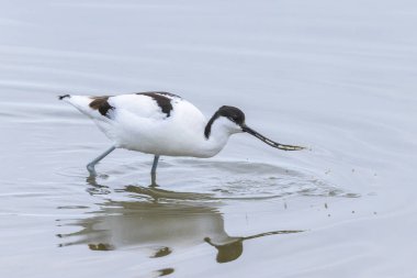 A Pied Avocet walking in shallow water, springtime in Camargue (Provence, France) clipart