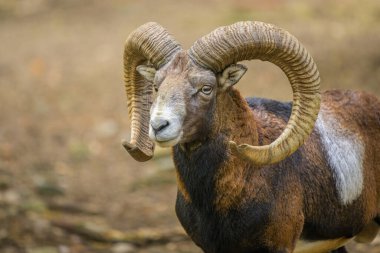 Avusturya 'da sonbaharda bir parkta Avrupalı bir maymunun portresi