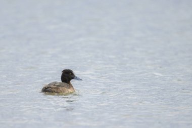 Bir dişi ördek gölde yüzüyor, kışın bulutlu bir gün, Viyana 'da (Avusturya))