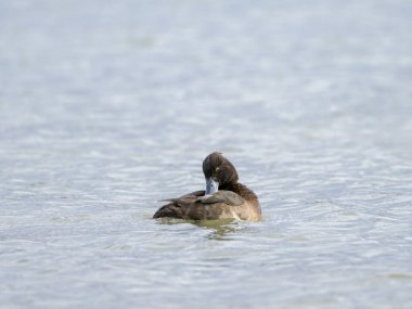 Bir dişi ördek gölde yüzüyor, kışın bulutlu bir gün, Viyana 'da (Avusturya))