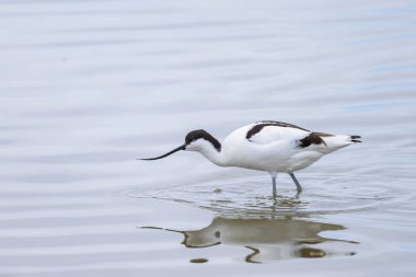 Sığ sularda yürüyen bir Pied Avocet, Camargue 'de bahar mevsimi (Provence, Fransa)