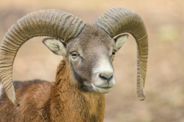 Avusturya 'da sonbaharda bir parkta Avrupalı bir maymunun portresi