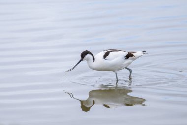 Sığ sularda yürüyen bir Pied Avocet, Camargue 'de bahar mevsimi (Provence, Fransa)