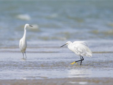 Küçük bir balıkçıl sahilde duruyor, Fransa 'nın kuzeyinde güneşli bir gün.