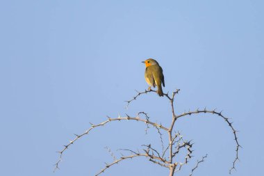 Küçük bir dalda, güneşli bir günde mavi gökyüzünde duran küçük sevimli bir Avrupalı Robin (Erithacus rubecula).