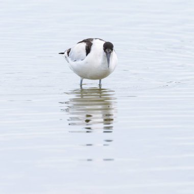 Sığ sularda yürüyen bir Pied Avocet, Camargue 'de bahar mevsimi (Provence, Fransa)