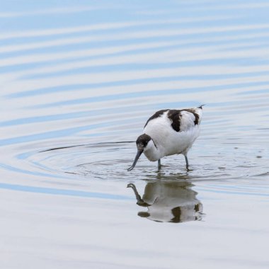 Sığ sularda yürüyen bir Pied Avocet, Camargue 'de bahar mevsimi (Provence, Fransa)