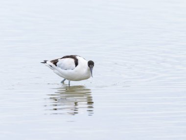 Sığ sularda yürüyen bir Pied Avocet, Camargue 'de bahar mevsimi (Provence, Fransa)