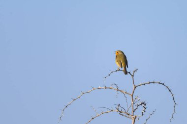 Küçük bir dalda, güneşli bir günde mavi gökyüzünde duran küçük sevimli bir Avrupalı Robin (Erithacus rubecula).