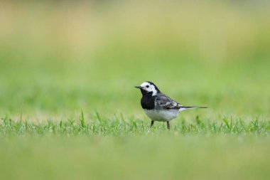 Beyaz bir Wagtail yaz sabahı çayırda koşuyor.